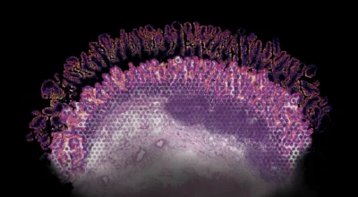 Mapping Gene Activity Down to the Cellular Level Image