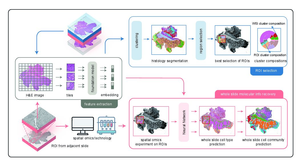 New Smart Spatial Omics Workflow Boosts Efficiency and Accuracy in ROI Selection Image